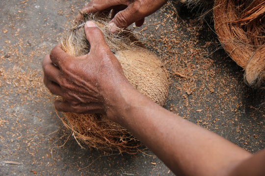 photo of the process of opening coconut fibers