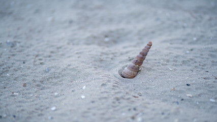 worm on the sand