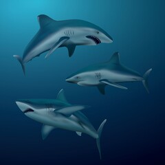 collection of shark