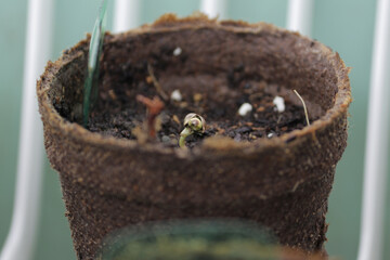 Cannabis seeds started in peat pots and soil. 