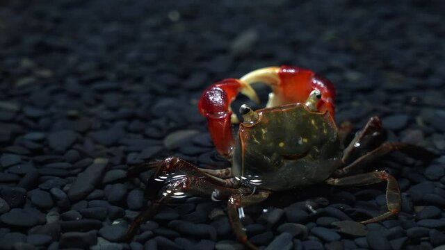 Underwater Video of Red claws crab
