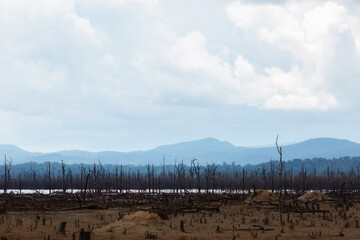 dead trees against a contrasting blue sky