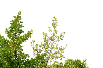 Mangrove plant with leaves branches and sunlight on white isolated background for green foliage backdrop 