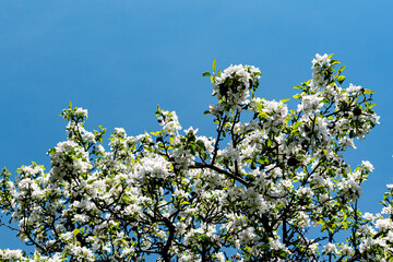Bright White Flowers