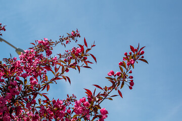 Bright Pink Flowers
