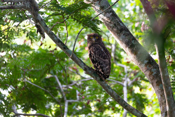 owl on a tree in Nagarhole National Park And Tiger Reserve, Karnataka, India