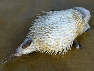 Portrait of dead Pufferfish washed away on the shore