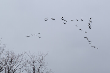 Birds flying