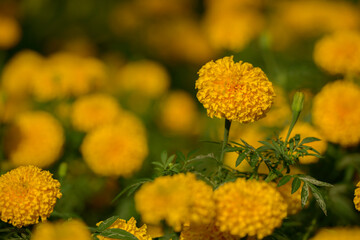 Beautiful yellow flowers blooming in the garden