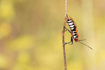 Close up image of red beetle hanging on a twig isolated on nature background