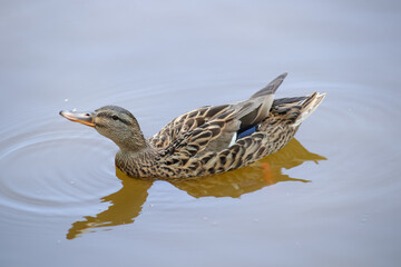 鳥、かも、鴨、池、湖、水辺、公園、自然、生き物、鳥類、水鳥、くちばし、カモ