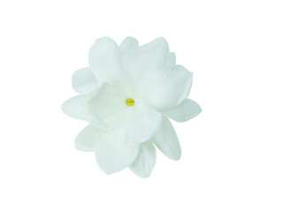Obraz na płótnie Canvas Close up of white jasmine flower