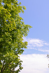 風景、空、自然、緑、植物、屋外、木、快晴、青空、樹木、夏、北海道、初夏	
