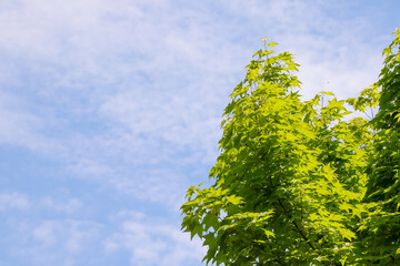 風景、空、自然、緑、植物、屋外、木、快晴、青空、樹木、夏、北海道、初夏	