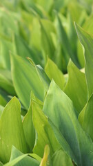 Obraz premium green light space filled with fresh greenish broad lily of the valley leaves illuminated by soft muted natural light as a designer abstract textural summer background