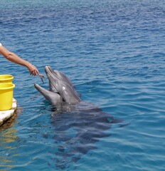 feeding dolphin in sea water