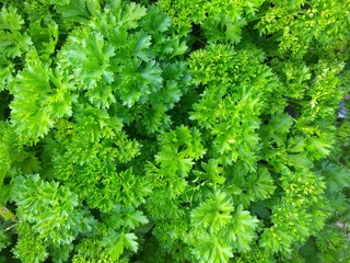 fresh green parsley