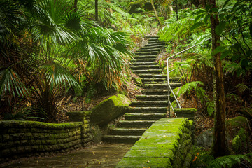 stairway to the jungle