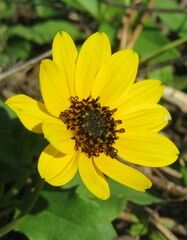 Yellow beach sunflower in Florida nature, closeup
