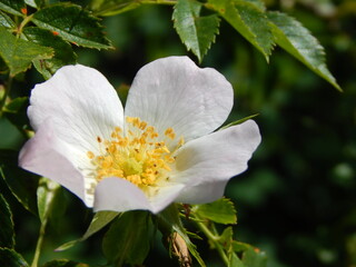 Fototapeta premium apple tree blossom