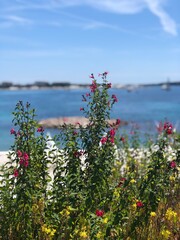 flowers on the lake, seaside, Cannes France, film festival, south of France, bay, coastal town, cote d'azur