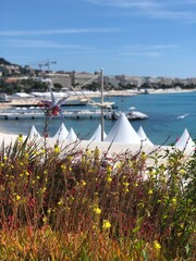 flowers on the lake, seaside, Cannes France, film festival, south of France, bay, coastal town, cote d'azur
