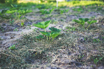 Strawberries mulching with grass in sandy soil at sunset.