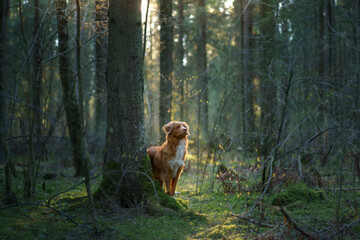 red dog in forest. Nova Scotia Duck Tolling Retriever in nature. Walk with a pet