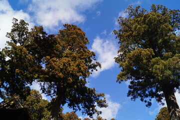 trees and sky