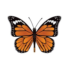 Obraz premium butterfly