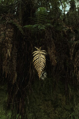 fern in the woods