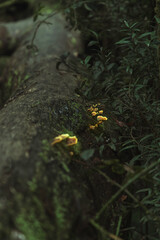 Obraz premium mushroom branch