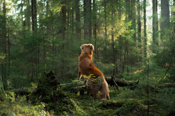 Fototapeta na wymiar red dog in forest. Nova Scotia Duck Tolling Retriever in nature. Walk with a pet