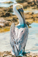 Pelican posing for portraiture in the Caribbean