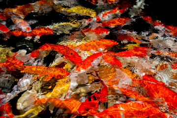 Koi,  Colorful  Koi fish swim in pond  underwater.