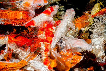 Obraz na płótnie Canvas Koi, Colorful Koi fish swim in pond underwater.
