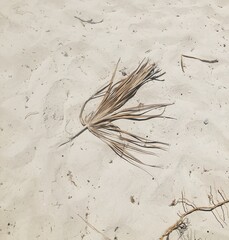 seaweed on sand, dry palm leaf, beige aesthetic, sand dunes