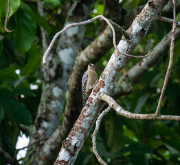 #ave #pajarocarpintero #naturaleza #pajaro #bird #nature 