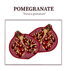 pomegranate fruit vector illustration, background, art drawing of fruit, latin botany, infographic