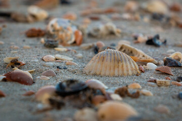Fototapeta na wymiar close up of sea shells in sand