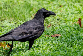 Close up Large Billed Crow was Standing on The Lawn