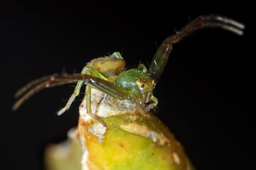 Macro Photo of Crab Spider on Flower Bud Isolated on Black Background