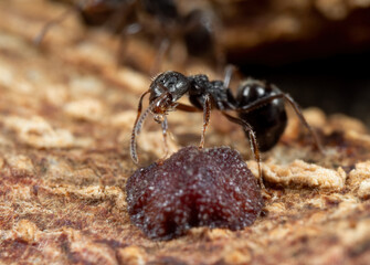 Macro Photo of Black Garden Ant with Scale Insect on Tree Bark