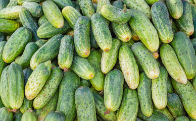 Solid background of fresh ripe and natural cucumbers