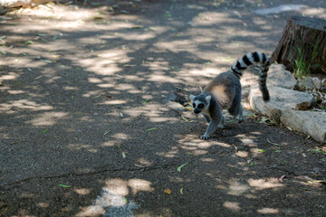 Ring tail Lemur (lemur catta) sitting in zoo. Madagascar lemur animal looking. Portrait of lemur katta long tail. Cute leemur of lemuriformes - zoology