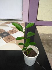 Lemon Plant 