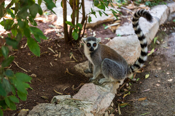 Ring tail Lemur (lemur catta) sitting in zoo. Madagascar lemur animal looking. Portrait of lemur katta long tail. Cute leemur of lemuriformes - zoology