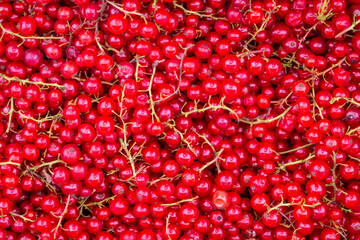 Solid background of fresh ripe and natural currants