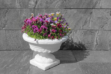 Pansy flowers in a white plaster pot on a gray granite background.