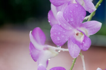 Naklejka na ściany i meble A light purple orchid flower that was shot clearly behind the bel